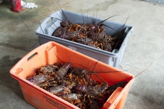Lobster in bins