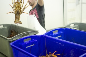 Lobster in bins