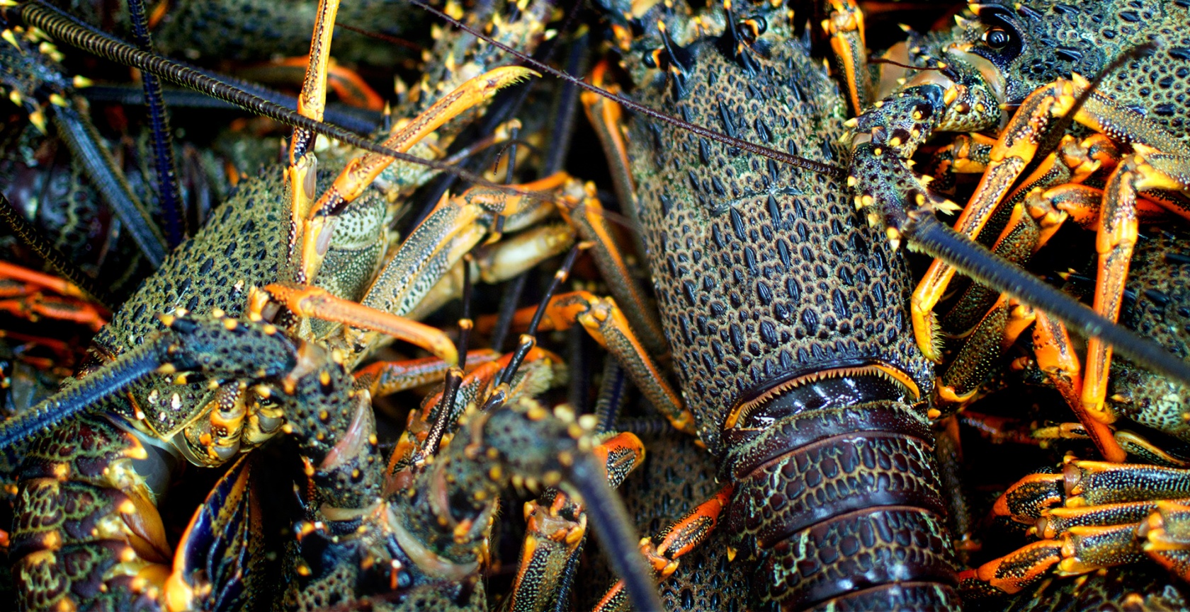 lobsterpro-background.jpg